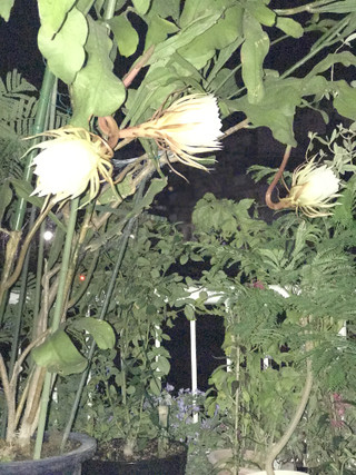 A1c1783688ec4caeb1567ff526a329cf