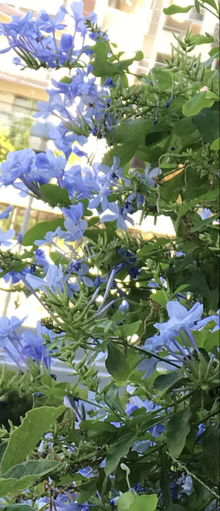 21db4ae1f1d149928428d8023e1c658c