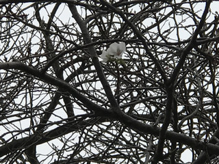 83517aa1b2ad4b209dae9e41106e9a65