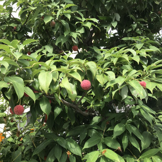 A1047693dcb64575a39d66cadd1dfbcd