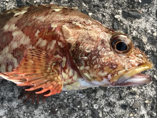 A7958323e5304c1997841fa9a9121759