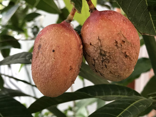 A88a589eb1314498af3e639395fe98bb