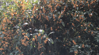 08fe16fe00b243688f40cb0e2863463c 08fe16fe00b243688f40cb0e2863463c