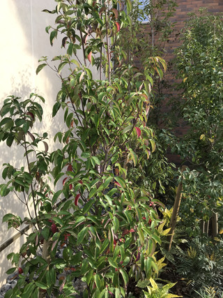 30671eafa780459cb3783120a520e05a