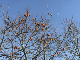 6b73968da94e477089857a7f7ebee235