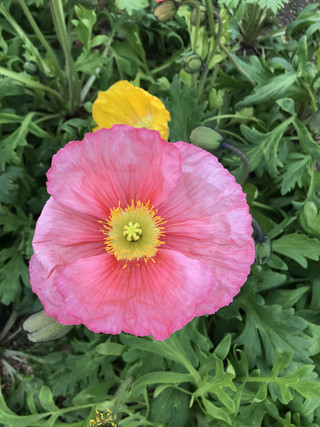 6e62ef00521d4cb886602182cd2f5eb1