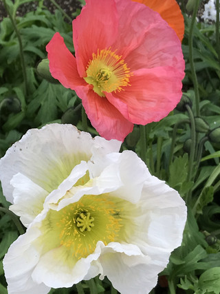 8d58dae2a3e842e59a45ad4f1016a6b5