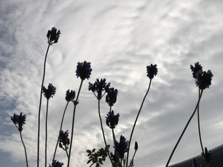 35a89162229f4672bb2fb4dd2fc1f97d