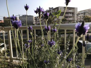 42539a4c58cc4b01ab62b98dcc8a9b99