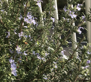 85c11a3e5871406c9ba04140164de1f8