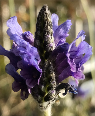 904e9cbd9f35402fbcf9eaf904535951