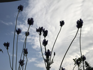 Ed97311b64d34f4eae31da2ae3872505