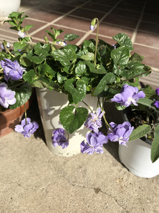 208500c7c1634afe83c7225feeeae31c