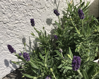 9cc380a459b74c23a8362c62c0a9f65a