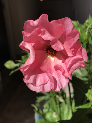 121edfe7778e469e96aa4d7528a417ca