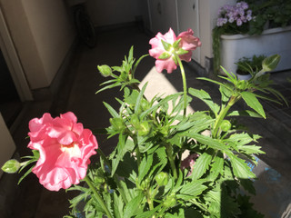 7afa066a1d274e2e830d1af43159e781