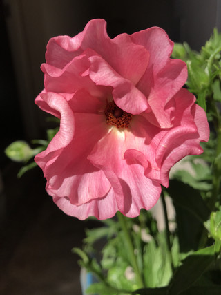 A75b151fa140459aba02fac819da38a4