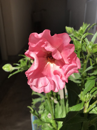 C23c16df9fa3491ea482e7ac8079b0f9