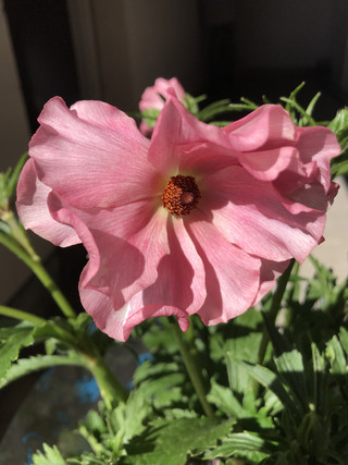 Cd414b2d05dd45e484df740a376d81b7