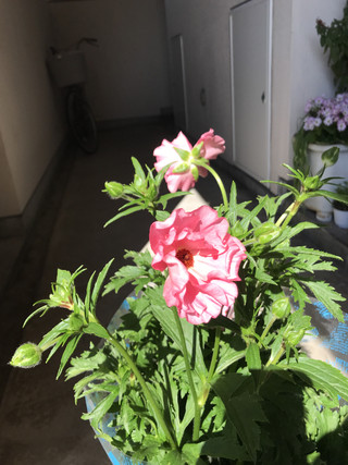 E9e441fa5b1d4c8eb3621cb2a2a6708a