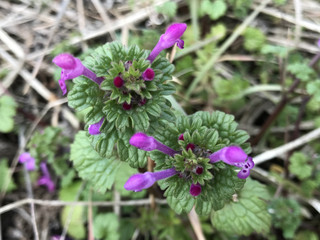 454fcd493c424364a1e5ff208512a462