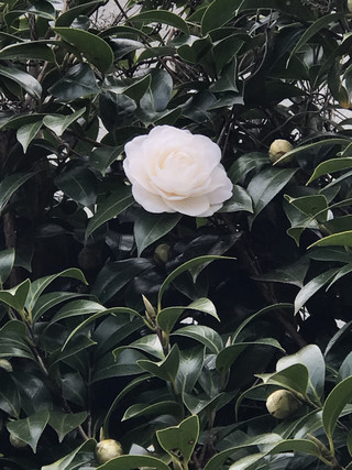 49fc7595582c49e696e47a6d9b4661db