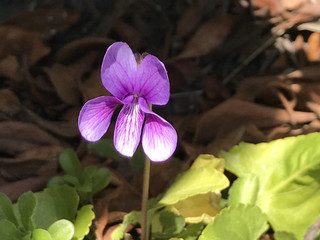 78756ee02ccb4a0f826efbf3fb501961