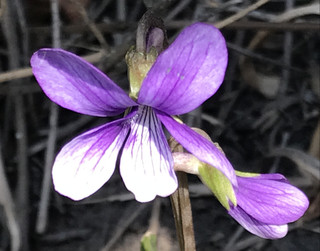 A2725f0949f04d2f80e216f1c94368ec