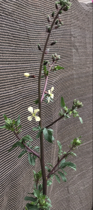 1fc305ba367c4d2d92df0f4b78d6663a