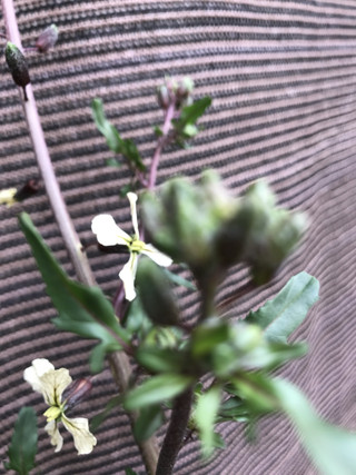 3aba32c358204cbdb772a891e032126a