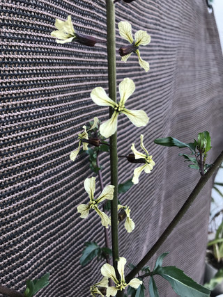 12a8516e25894a37ad892647d1af3df6