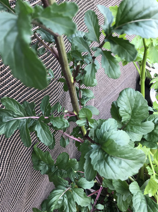 97049852574b4ef5acb514f7f709cc0e