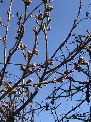 Fe124e8de0604a869eb2b6241c7db0a2