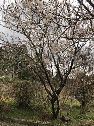 1de33413a9754de3a82fae232c50c321