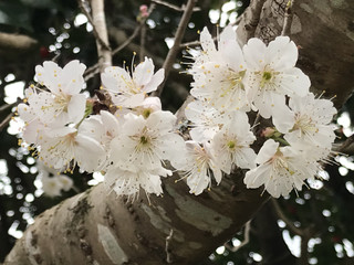 8c5ffad5b9134ba99be7ec397034bace