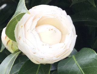 5ce14d3fead042438790ae7b59fe2d9c