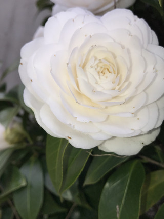 781b15feb7c545099388ed2d778b856f