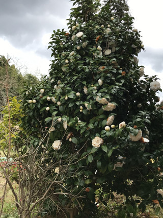 D5d1efed81744667b129093916476b22