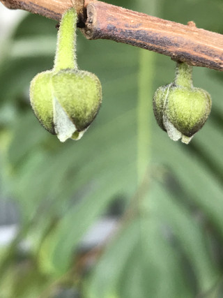 43bed2a89e5f49fc957d94f9963d0c21