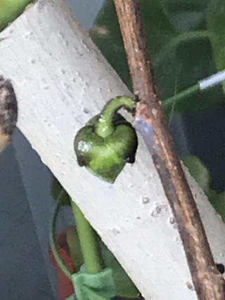 A32d3fd515b44f3bb585cd1f7b1b0fd8