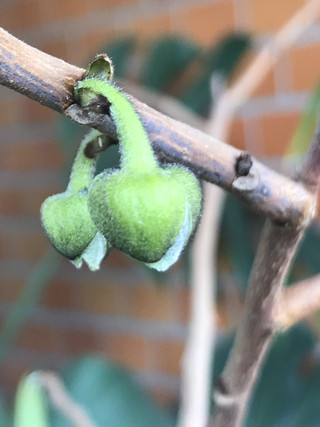 A51abe92aaa04079ac638459dc61e933