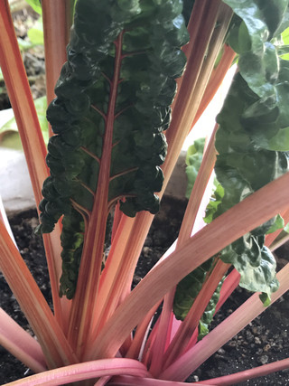 4c6bf61e8aaf4d999497ae94fd7d1afd