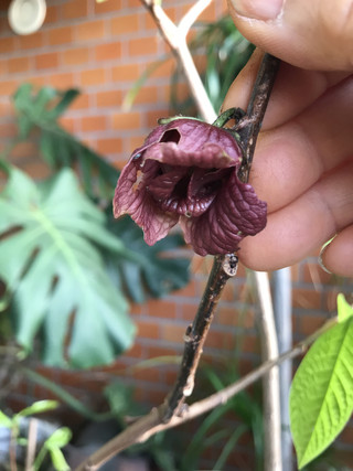 E4d2132c222c484c89ca04c2ce4c0ead