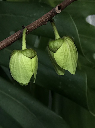 43a2d8faed144ab0a1ee979be36b5648