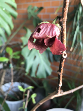 E4ae420183be4f3e817ff328af2b1c2b