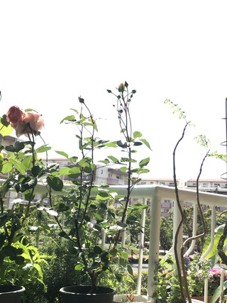 9a5dac452c714b81b9ecfc4b6d5497db