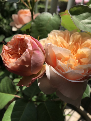 Bcc020c7004c454ea788a5ebe2e2e848