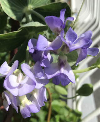 Cd9df1098e324051ac1b19640a13e48e