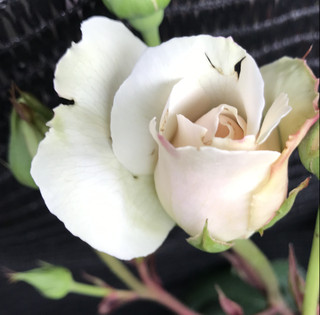 E2d650d8829c49debad3d1f0942519d3