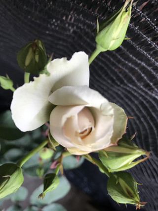 Ff1b09289c9c4f799f9bb7494f24d0c5